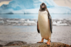 80 Oh dear image /members-sales/uploads/Images/80-M0TRU-penguin.jpg missing 