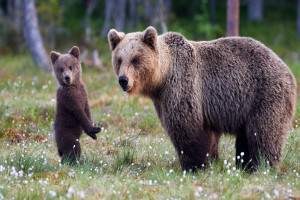 81 Oh dear image /members-sales/uploads/Images/81-M0TRU-Bear.jpg missing 