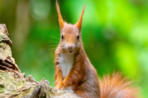 88 Oh dear image /members-sales/uploads/Images/88-M0TRU-Squirel.jpg missing 